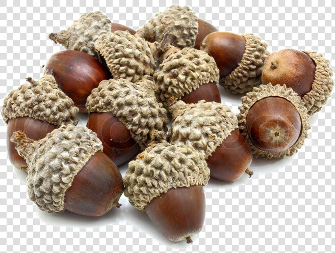 Acorn Png Photo   Acorns Png  Transparent PngTransparent PNG