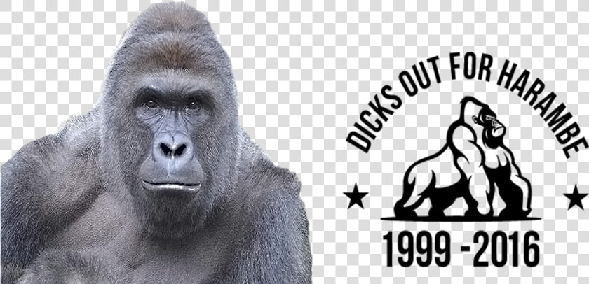  filter  Dicks Out For Harambe   Dicks Out For Harambe Flag  HD Png DownloadTransparent PNG