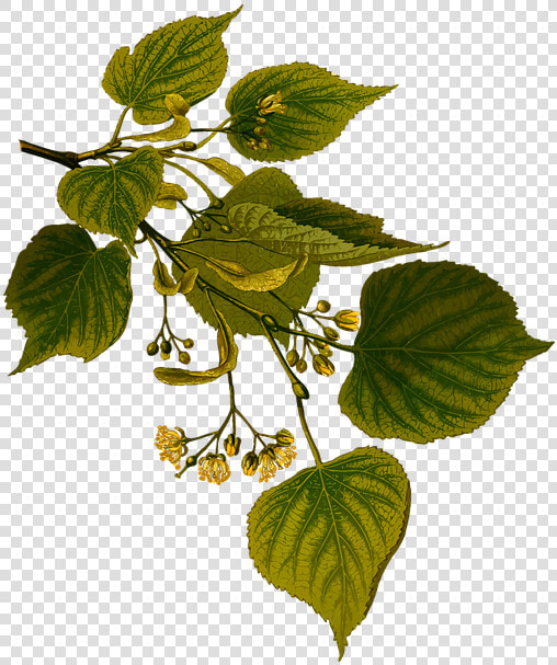 Tree And Herb Png   Fulla De Til Ler  Transparent PngTransparent PNG