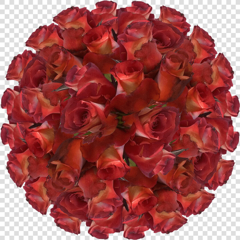 100 Brown Cream Leonidas Roses Best Online Deal On   Cancer Cell Transparent Background  HD Png DownloadTransparent PNG