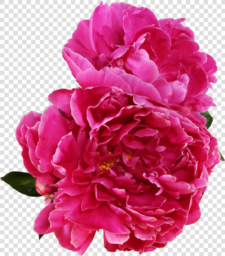 Peony Outline Png Vector Royalty Free Download   Peony Png  Transparent PngTransparent PNG