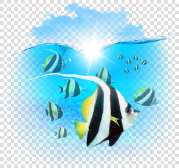 Marine Biology Clipart Computer Icons Clip Art   Portable Network Graphics  HD Png DownloadTransparent PNG