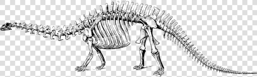 Dinosaur  Fossil  Paleontology  Skeleton   Dinosaur Fossil Clipart Png  Transparent PngTransparent PNG