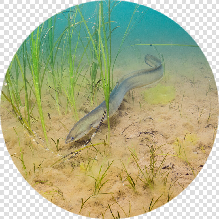 American Eel   Ontario Species Endangered Act American Eel  HD Png DownloadTransparent PNG