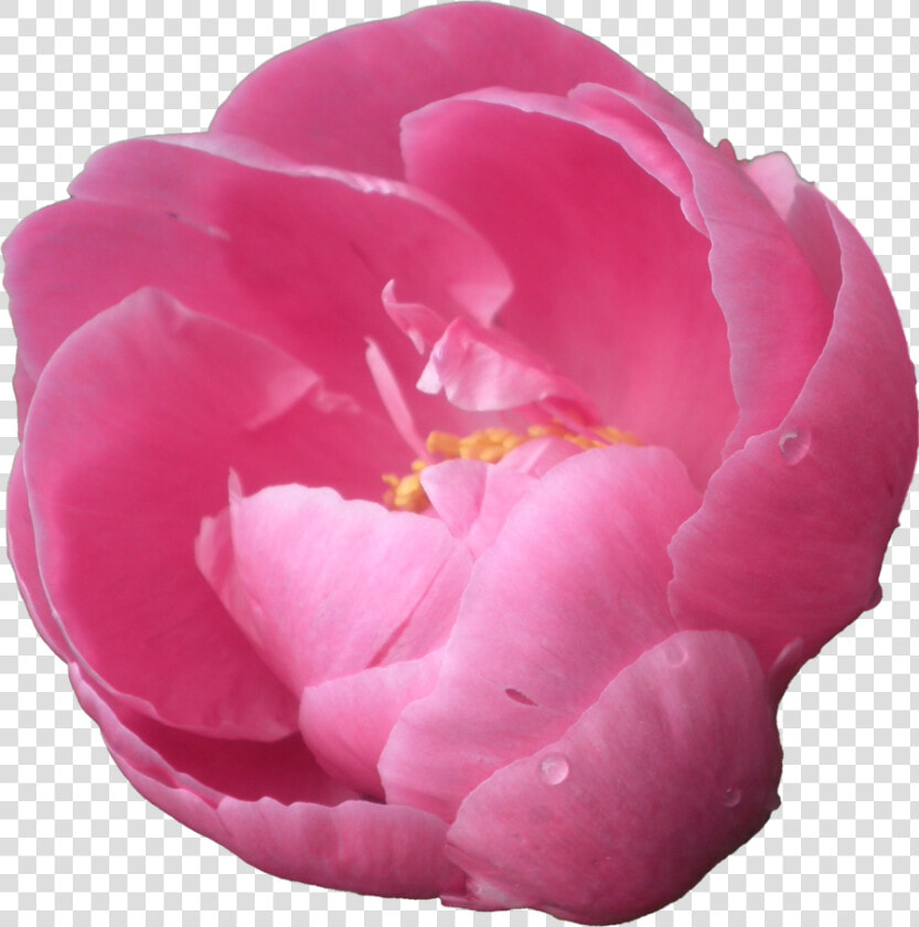 Download Peony Png Pic   Peonies With Transparent Background  Png DownloadTransparent PNG