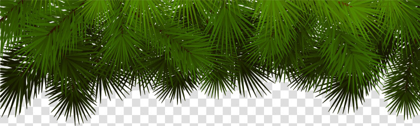 Pine Branches For Decoration Christmas Tree Branch   Christmas Pine Branch Png  Transparent PngTransparent PNG