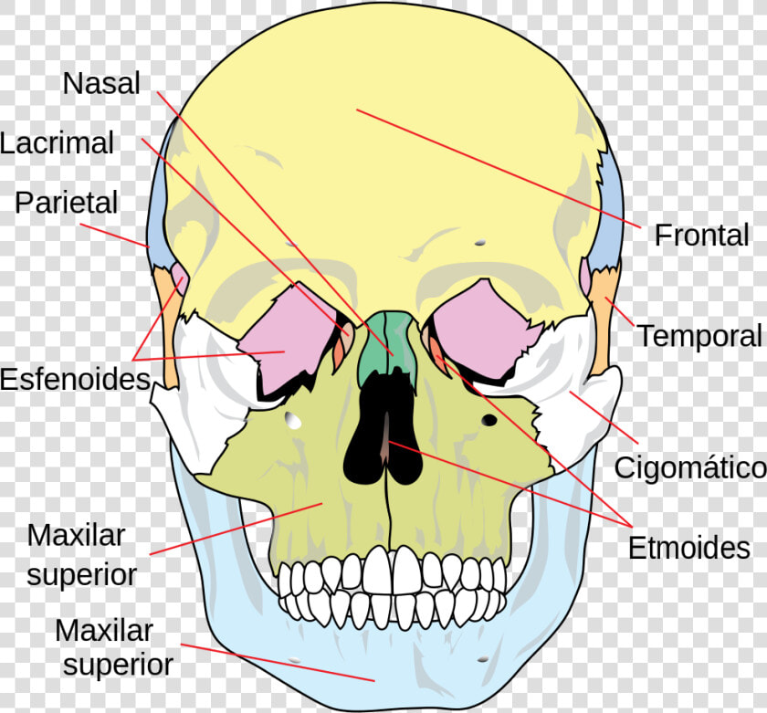 Fixed Or Immovable Joints  HD Png DownloadTransparent PNG