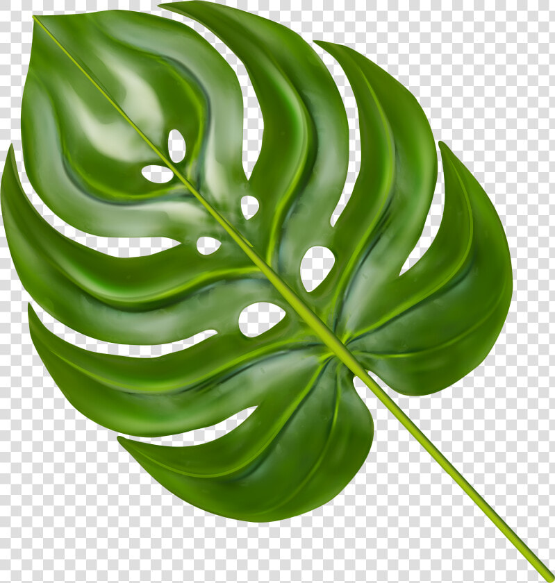 Transparent Philodendron Png   Transparent Monstera Leaf Png  Png DownloadTransparent PNG