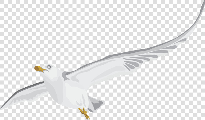 Seabird  HD Png DownloadTransparent PNG