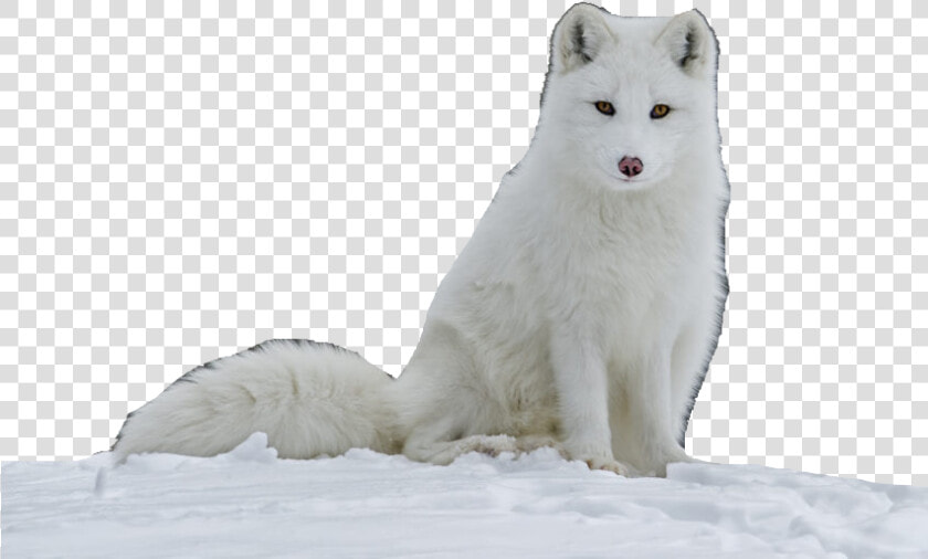 Samoyed   Arctic Fox Images Transparent  HD Png DownloadTransparent PNG