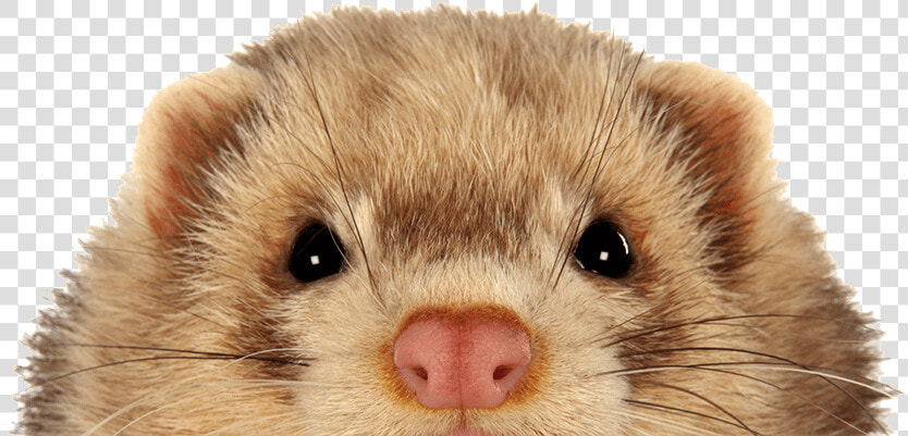 Keeping Ferrets Safe   Ferret  HD Png DownloadTransparent PNG