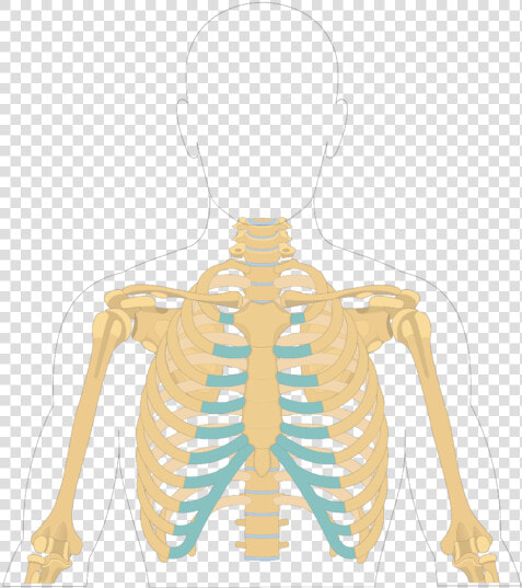 Sternum Bone   Overview   Sternum Bone  HD Png DownloadTransparent PNG