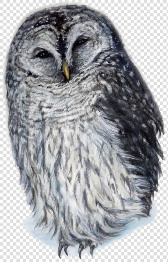 Barred Owl Png  Transparent PngTransparent PNG