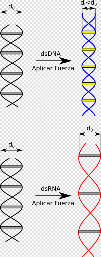 Yy Dna Rna Fuerza   Estructura Atomica Del Adn  HD Png DownloadTransparent PNG