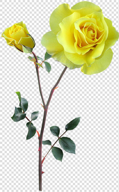 Rose  Yellow  Stem  Flower   Yellow Flowers With Stem  HD Png DownloadTransparent PNG