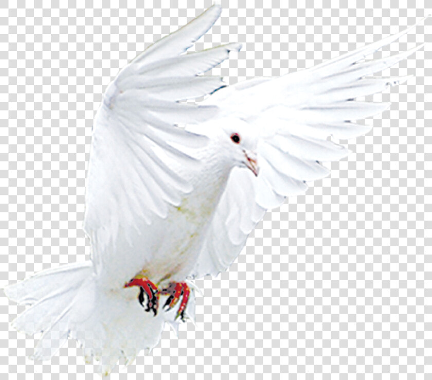 Transparent Snitch Png   Cockatoo  Png DownloadTransparent PNG