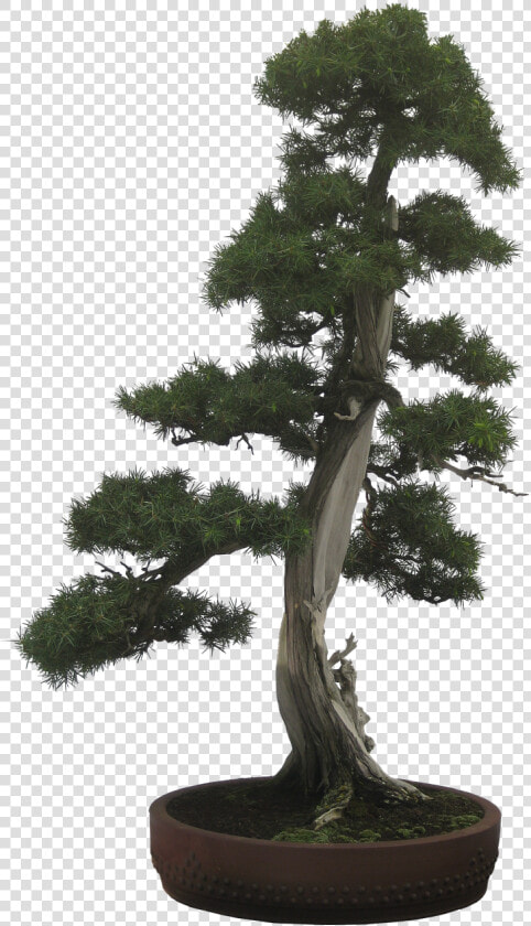 Transparent Bonsai Tree Png   Pohon Bonsai Png  Png DownloadTransparent PNG