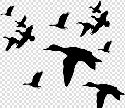 Flying Mallard Duck Silhouette  HD Png DownloadTransparent PNG