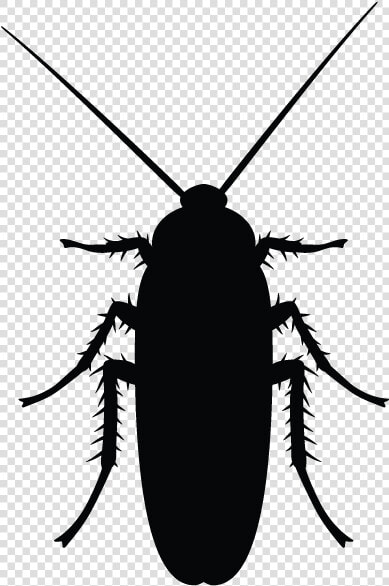 Minneapolis Pest Library   Cockroach Black And White  HD Png DownloadTransparent PNG