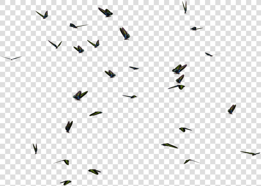 Butterflies Png Swarm Butterfly Stock By Roy   Swarm Of Butterflies Transparent  Png DownloadTransparent PNG