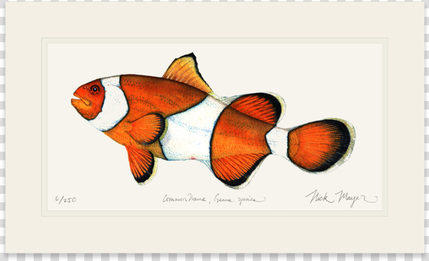 Clownfish   Coral Reef Fish  HD Png DownloadTransparent PNG