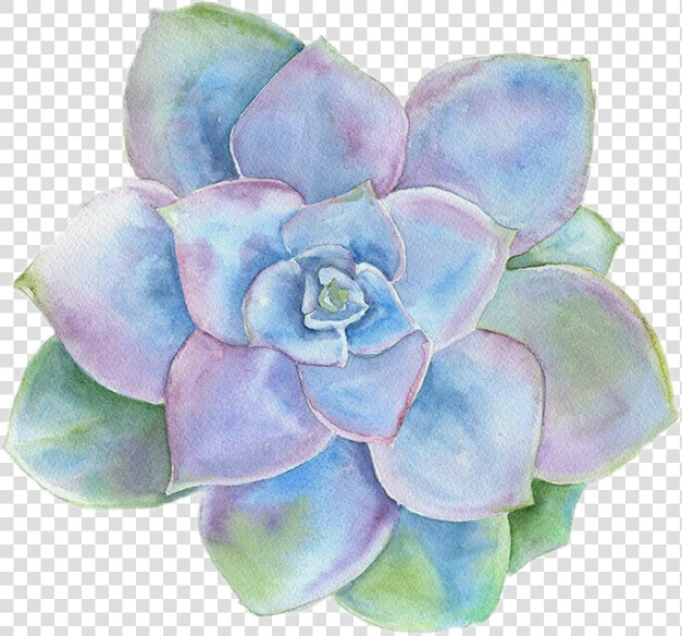 Please Do Not Copy   Succulent Watercolor  HD Png DownloadTransparent PNG