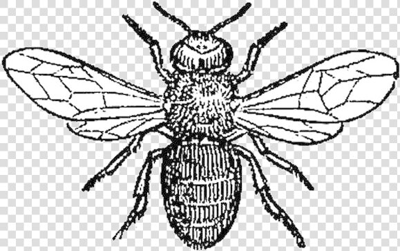 Bee Pest Affecting Honey Bees Clipart Transparent Png   Drone Bee Black And White  Png DownloadTransparent PNG