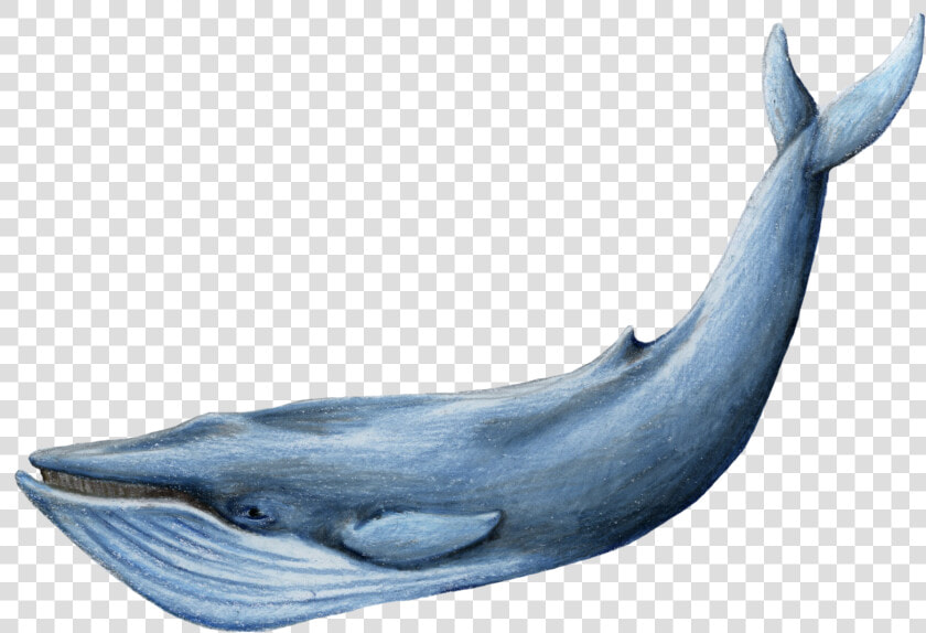 Baleen Whale   Blue Whale Transparent Background  HD Png DownloadTransparent PNG