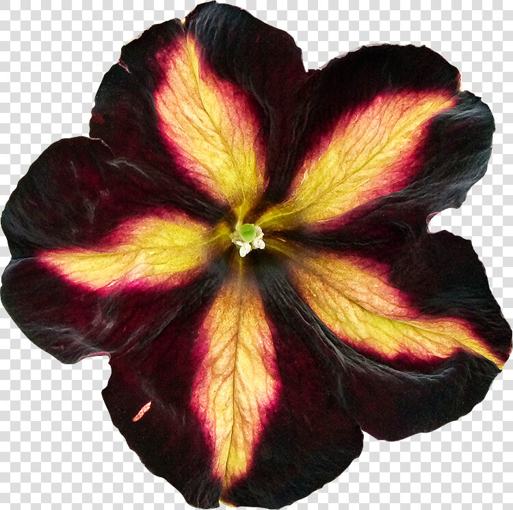 Transparent Petunia Png   Fleurs Detouree  Png DownloadTransparent PNG