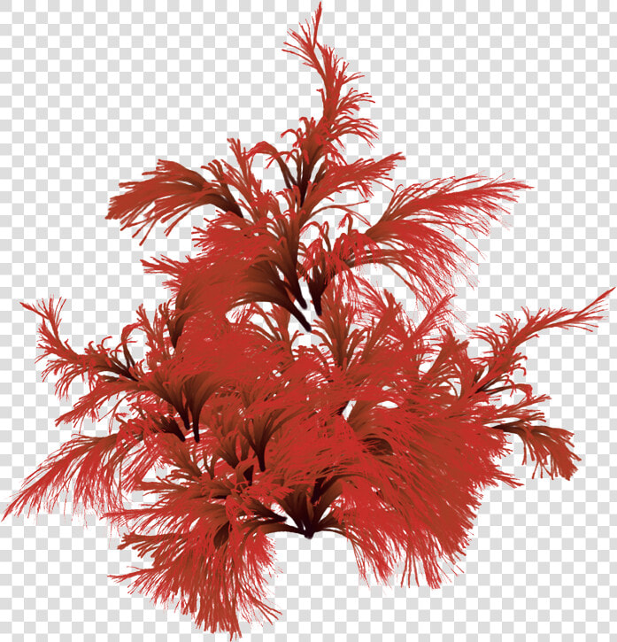 Red Brown Algae  HD Png DownloadTransparent PNG