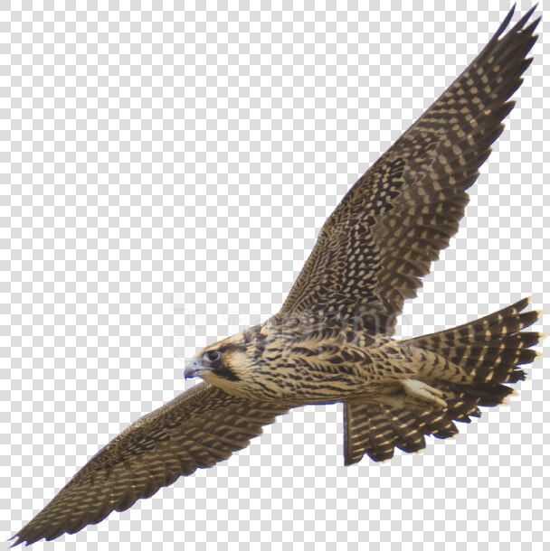 Free Png Download Falcon Png Images Background Png   Peregrine Falcon Transparent Background  Png DownloadTransparent PNG