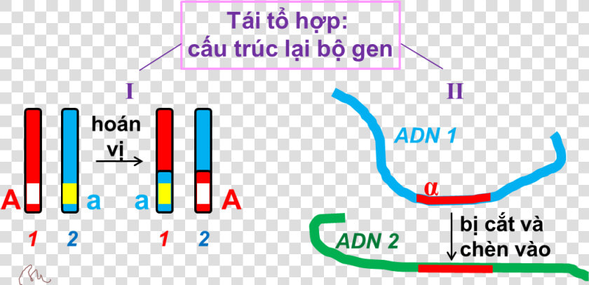 Tái Tổ Hợp Gen   Tháp Nhu Cầu Của Maslow  HD Png DownloadTransparent PNG