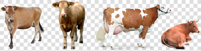 Desinfectante Para Ganado   Imagenes De Vacas Png  Transparent PngTransparent PNG