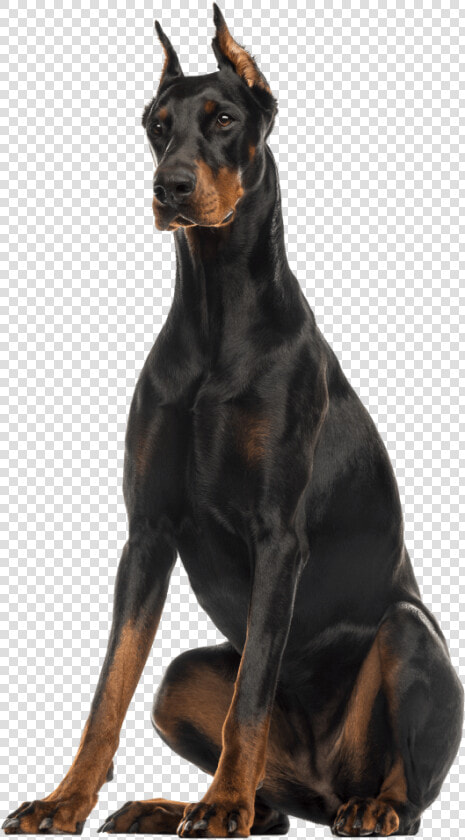 Doberman Pinscher Sitting  HD Png DownloadTransparent PNG