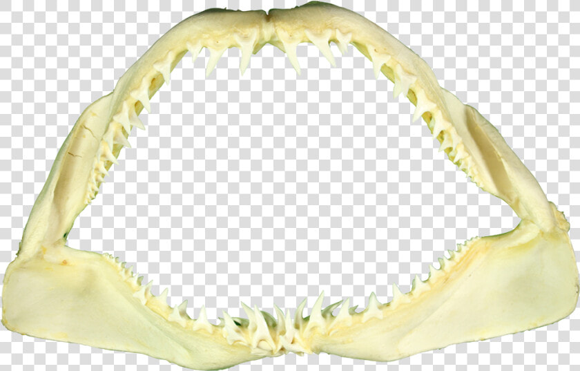 Shark Teeth Png   Shark Jaw Png Transparent  Png DownloadTransparent PNG