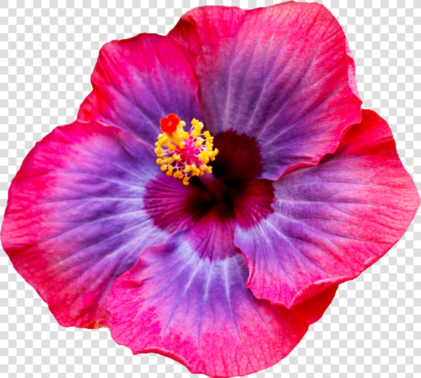  hibiscus  flower  tumblr   Most Beautiful Hibiscus Flowers  HD Png DownloadTransparent PNG