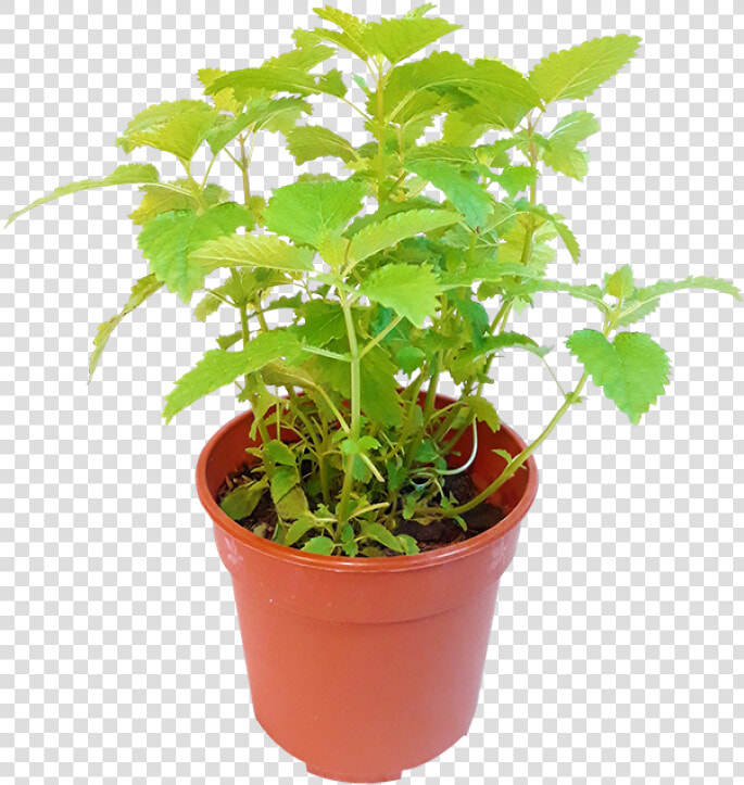 Lemon Balm Plant With Pot Png  Transparent PngTransparent PNG