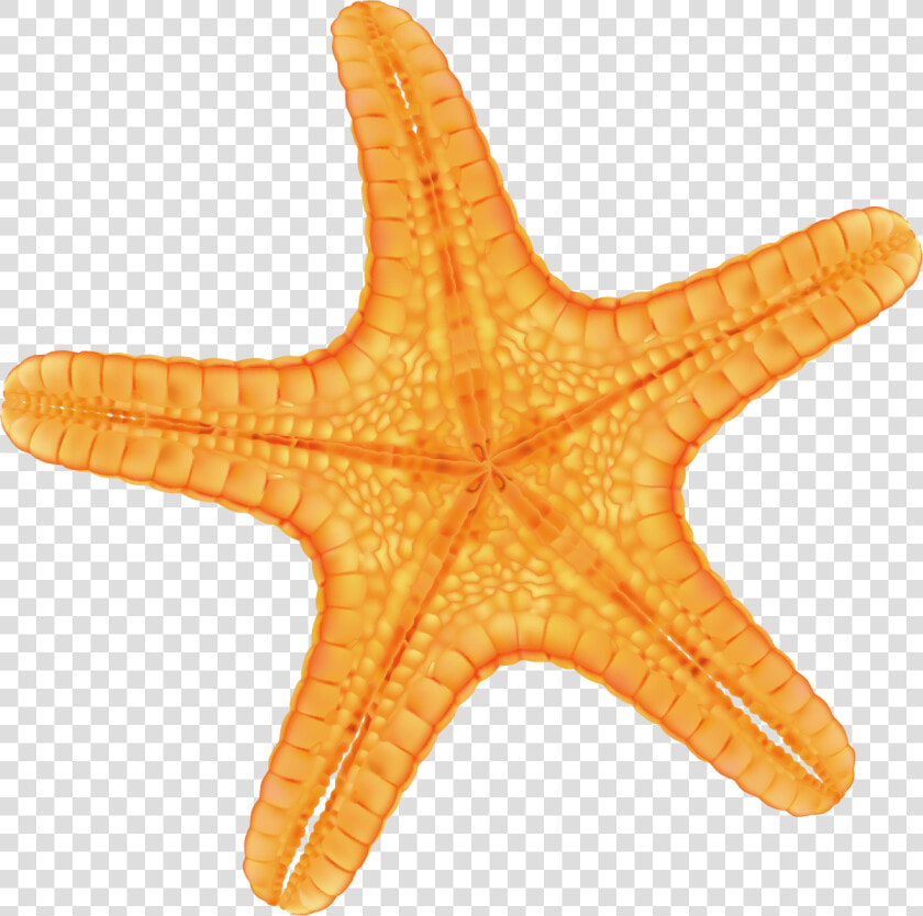 Hand Painted Yellow Starfish Png Download   Estrela Do Mar Lilas  Transparent PngTransparent PNG