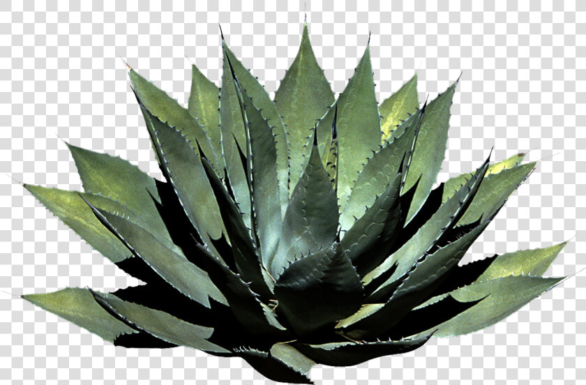 Houseplant   Png Format Tropical Plant Png  Transparent PngTransparent PNG