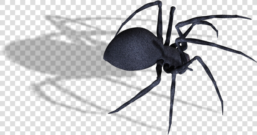 Transparent Background Spiders Transparent  HD Png DownloadTransparent PNG