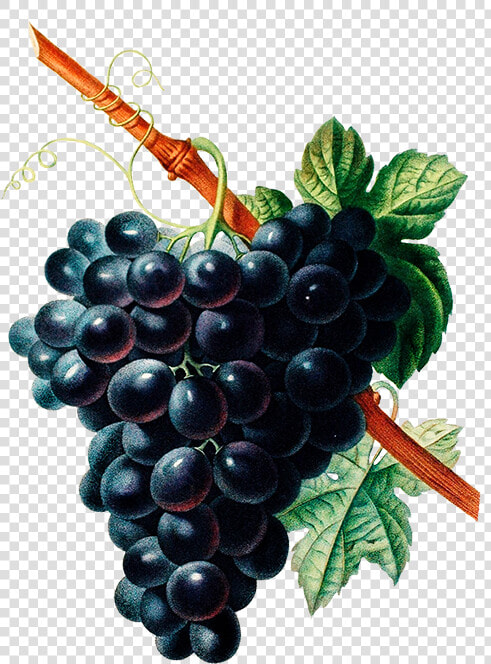 Bouquet Of Pansies  Black Grapes   Fruit And Flower Drawing  HD Png DownloadTransparent PNG