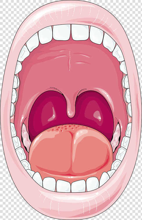 Cartoon Digestive System Mouth  HD Png DownloadTransparent PNG