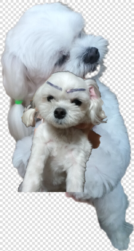 또리 Tory Freetoedit   Companion Dog  HD Png DownloadTransparent PNG