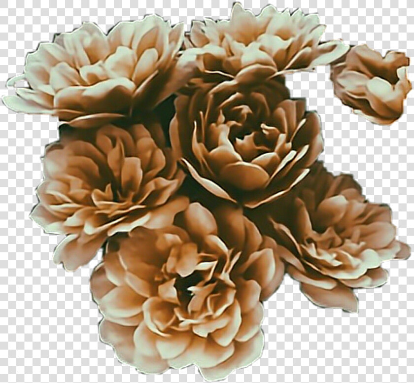  brown  flowers  aesthetic  stickers  freetoedit   Aesthetic Brown Flowers Png  Transparent PngTransparent PNG