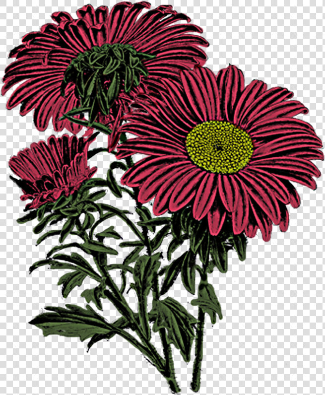 Mums   Barberton Daisy  HD Png DownloadTransparent PNG