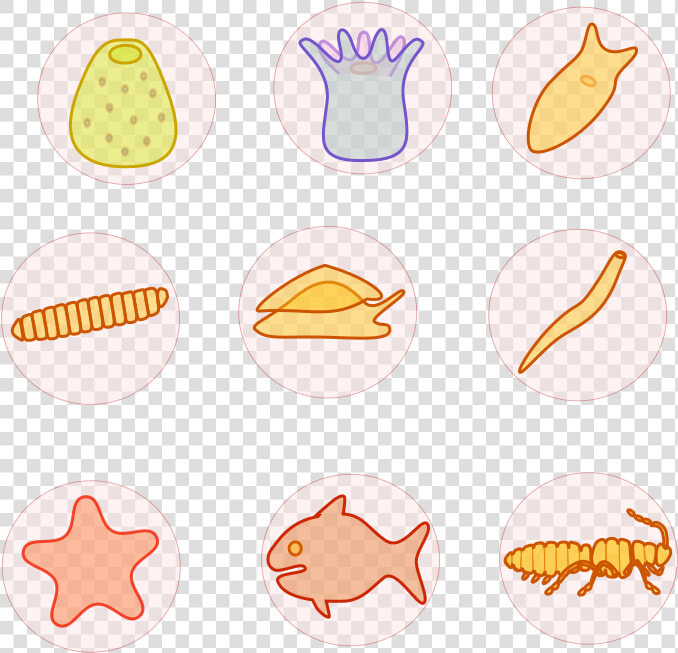 Transparent Animales Png   Porta Dvd  Png DownloadTransparent PNG