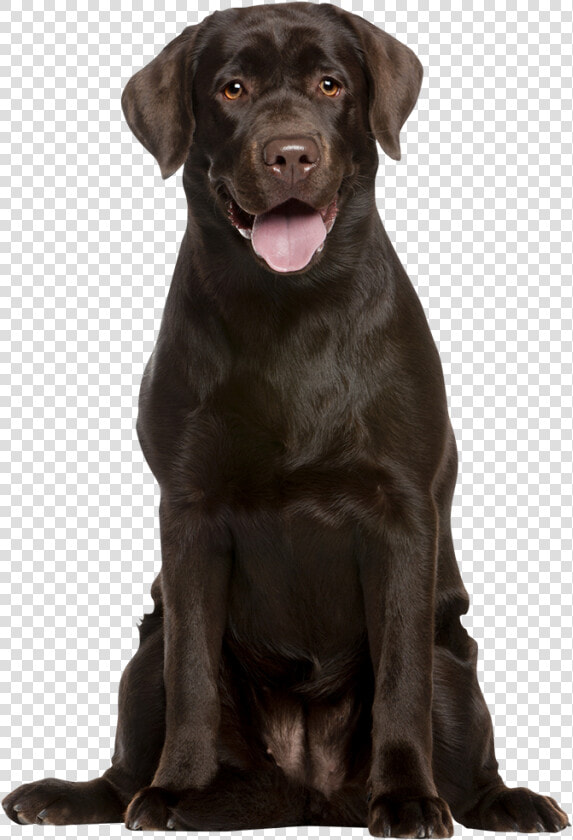 Attentive Chocolate Labrador Retreiver   Labrador Png  Transparent PngTransparent PNG