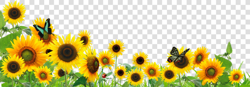  ftestickers  flowers  sunflowers  butterfly  border   Sunflowers Png  Transparent PngTransparent PNG