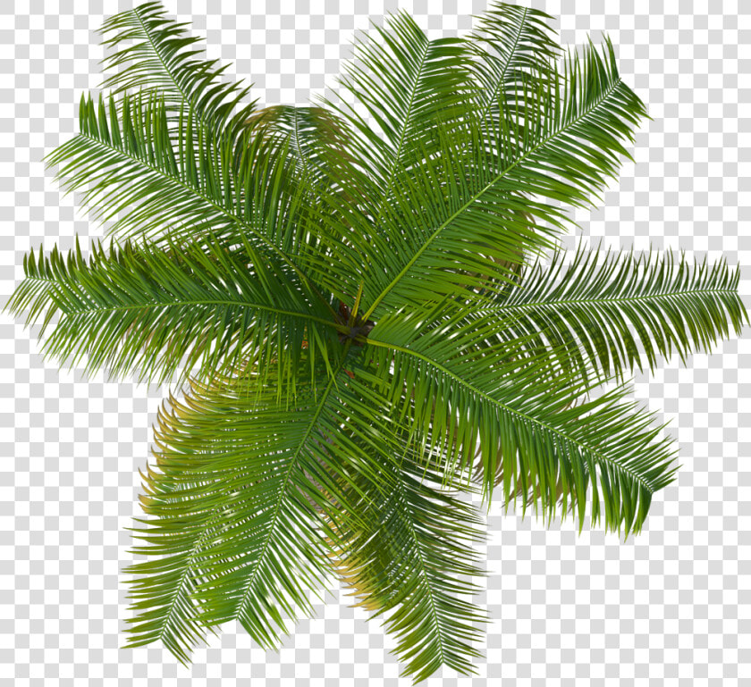 Cutout Palm Tree  HD Png DownloadTransparent PNG