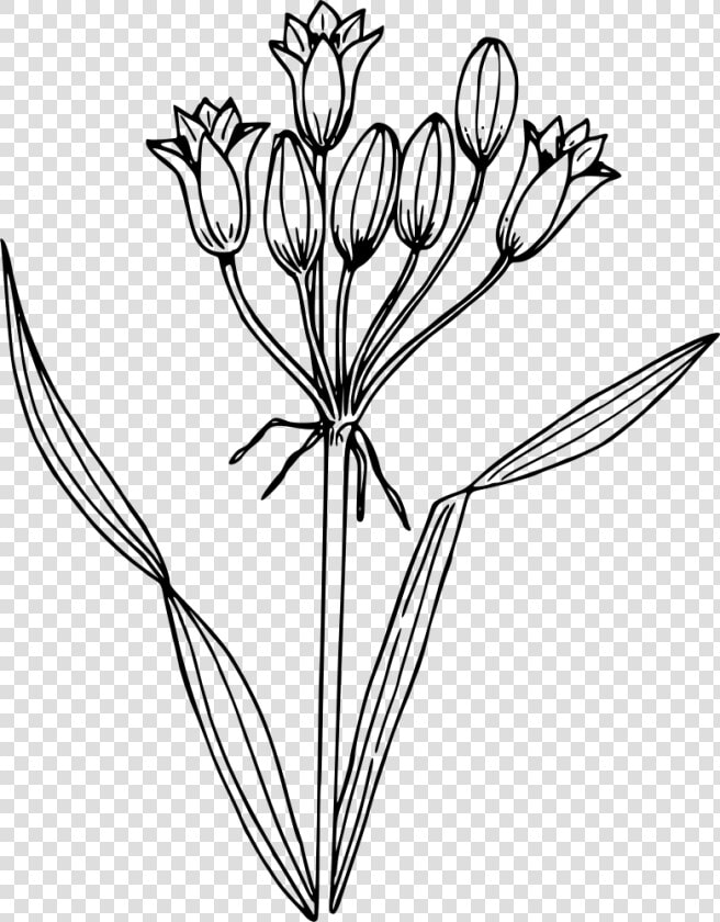 False Hyacinth   Simple Water Hyacinth Drawing  HD Png DownloadTransparent PNG